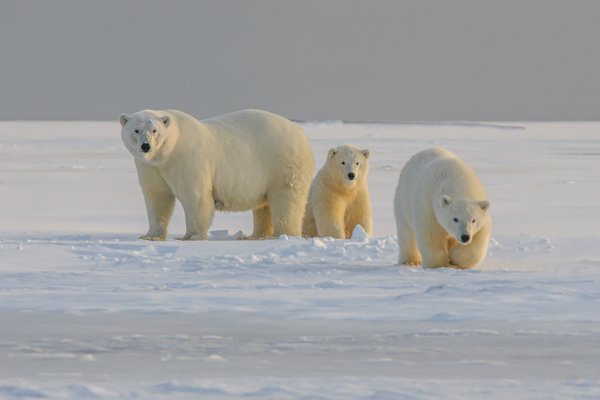 Comment organiser un camping pour observer les ours polaires en Arctique?